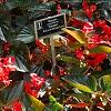 Begonia x benariensis 'Whopper Red With Bronze Leaf', habit