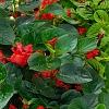 Begonia x benariensis 'Whopper Red With Green Leaf', habit
