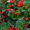 Begonia x benariensis 'Whopper Red With Green Leaf', habit