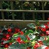 Begonia x benariensis 'Whopper Red With Green Leaf', habit