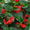 Begonia x benariensis 'Whopper Red With Green Leaf', habit