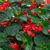 Begonia x benariensis 'Whopper Red With Green Leaf', habit