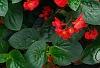 Begonia x benariensis 'Whopper Red With Green Leaf', habit