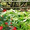 Begonia x benariensis 'Whopper Red With Green Leaf', habit