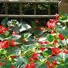 Begonia x benariensis 'Whopper Red With Green Leaf', habit
