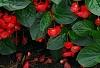 Begonia x benariensis 'Whopper Red With Green Leaf', habit