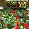 Begonia x benariensis 'Whopper Red With Green Leaf', habit