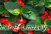 Begonia x benariensis 'Whopper Red With Green Leaf', habit
