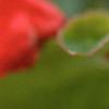Begonia 'Dragon Wing', flowers