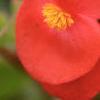 Begonia 'Dragon Wing', flowers