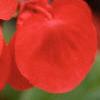 Begonia 'Dragon Wing', flowers
