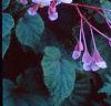 Begonia grandis, habit
