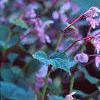 Begonia grandis, habit
