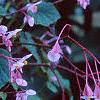 Begonia grandis, habit