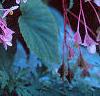 Begonia grandis, habit