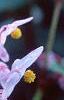 Begonia grandis, flowers