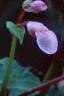 Begonia grandis, flowers