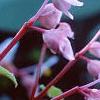 Begonia grandis, flowers