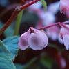 Begonia grandis, flowers