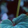 Begonia grandis, flowers