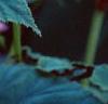 Begonia grandis, flowers