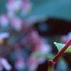 Begonia grandis, flowers
