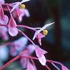 Begonia grandis, flowers