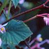 Begonia grandis, flowers
