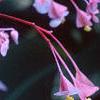 Begonia grandis, flowers