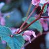Begonia grandis, flowers