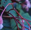 Begonia grandis, flowers