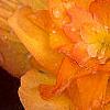 Begonia spp., flowers