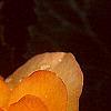 Begonia spp., flowers