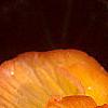 Begonia spp., flowers