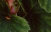 Begonia 'On Top Sunset', habit