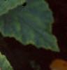 Begonia 'On Top Sunset', habit