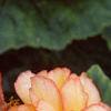 Begonia 'On Top Sunset', habit