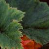 Begonia 'On Top Sunset', habit