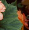 Begonia 'On Top Sunset', habit
