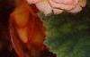 Begonia 'On Top Sunset', habit