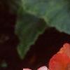 Begonia 'On Top Sunset', habit