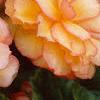 Begonia 'On Top Sunset', habit