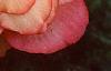Begonia 'On Top Sunset', flowers