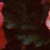 Begonia 'On Top Sunset', flowers