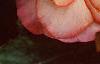 Begonia 'On Top Sunset', flowers
