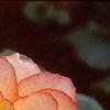 Begonia 'On Top Sunset', flowers