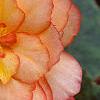 Begonia 'On Top Sunset', flowers