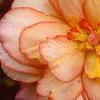 Begonia 'On Top Sunset', flowers