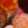 Begonia 'On Top Sunset', flowers