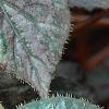 Begonia 'Passing Storm', leaves